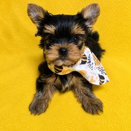 Pomeranian and Yorkshire Terrier Puppies from Pam Ackley