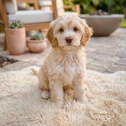 Rosette - Apricot female Goldendoodle puppy in Fleming Island, Florida from Island Doodles