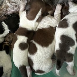 Milk Dud 4 - Piebald male Dachshund puppy in Swanton, Ohio from Mighty But Mini Dachshunds