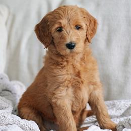 Teal collar girl - Moana - Red  female Goldendoodle puppy in Duncan, South Carolina from Abner Creek Poodles & Doodles