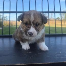 Chalk - White and red male Pembroke Welsh Corgi puppy in Red Bluff, California from Wilder Ranch Corgis