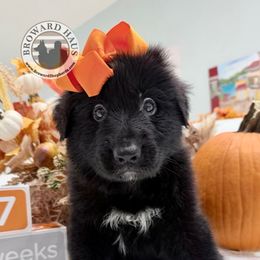 2 - Gold Collar - Black male German Shepherd puppy in Davie, Florida from Vom Broward Haus
