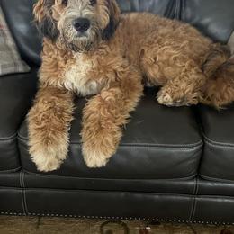 Saint Berdoodle Puppies from My Darling Doodles/St. Berdoodles of WNY