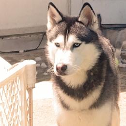 Siberian Huskies from Hagins Siberian Huskies