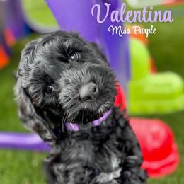 Valentina - Black female Australian Labradoodle puppy in Richmond, Kentucky from Happy Time Doodles
