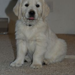 Golden Retriever Puppies from Dewey Creek Goldens