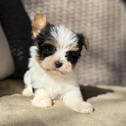 Cam - Parti male Yorkshire Terrier puppy in Hardin, Texas from Katrinas puppies