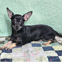 Gizmo - Black and tan male Chihuahua puppy in Lake Placid, Florida from Heartland Chihuahua