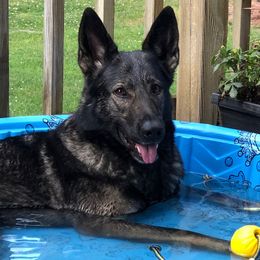 Athena - German Shepherd