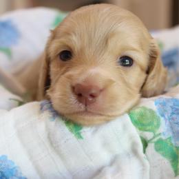 Boy 2 - Cream male Dachshund puppy in Laurel, Mississippi from Kissinger Dachshunds