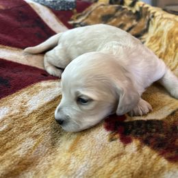 Roll - Cream female Dachshund puppy in Tahlequah, Oklahoma from Love Some Dogs Dachshunds & Cavalier King Charles Spaniels,Cavapoos