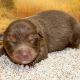 Charlie Russell - Red tri male Miniature Australian Shepherd puppy in Ronan, Montana from Dirt Road Aussie’s of Montana