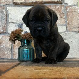 Green collar - Black brindle male Cane Corso puppy in Tucson, Arizona from Cane Corso Friends
