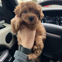 Bernedoodle and Goldendoodle Puppies from Hello Doodle Ranch