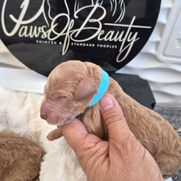 Ligth Blue - Red  male Poodle puppy in El Paso, Texas from Paws Of Beauty