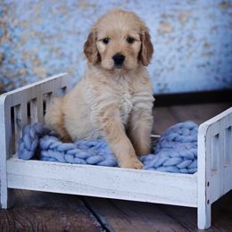 Goldendoodle Puppies from Lavenders Doodles
