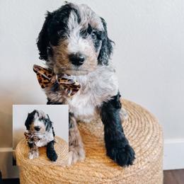 Green Bean - Merle male Sheepadoodle puppy in Republic, Missouri from DOOD & Co