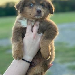 Buck - Red tri male Miniature Australian Shepherd puppy in Yantis, Texas from Marie Mini Aussies