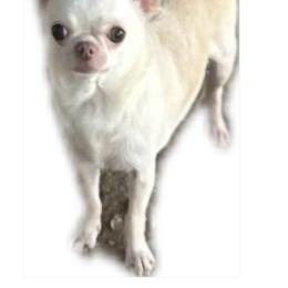 Liberty - Chihuahua