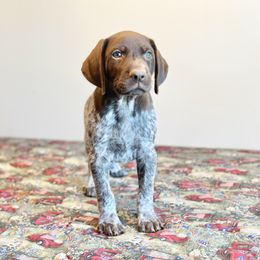German Shorthaired Pointer, Labrador Retriever, and Working Cross Puppies from Upland Valley Kennels