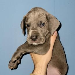 Boy 1 - Blue male Great Dane puppy in Wheatfield, Indiana from Rough Diamond Danes