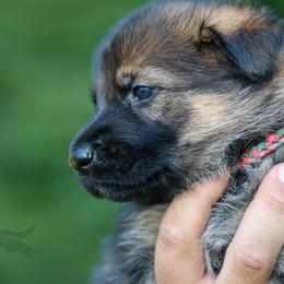Pink collar - Sable female German Shepherd puppy in Prospect, Connecticut from Di Massimo Canile