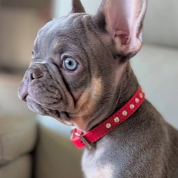 French Bulldogs from Frenchiesnest