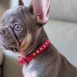 French Bulldogs from Frenchiesnest
