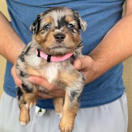 Delta - Blue merle female Miniature American Shepherd puppy in White City, Oregon from Born Rogue Miniature American Shepherds