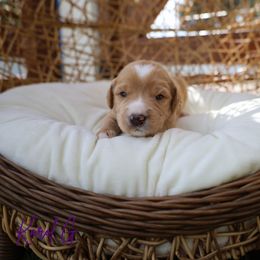 Karol g - Red female Bernedoodle puppy in from Little Golden Farm