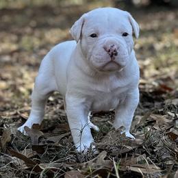 Pumpkin - White female American Bulldog puppy in Pace, Florida from Genesis American Bulldogs