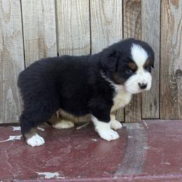 Boy 1 - Black tri-color male Australian Shepherd puppy in Chino, California from RanchLand Aussies HC