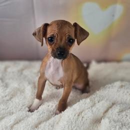 Sienna - Red and white female Chihuahua puppy in Decatur, Illinois from We R Puppies-Petite Pups