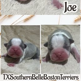 Joe - Blue male Boston Terrier puppy in Brazos Point, Texas from TX Southern Belle Bostons