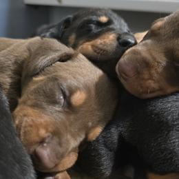 Lime collar red female - Red and rust female Doberman Pinscher puppy in Houston, Texas from Draggin Dobermans & Great Danes
