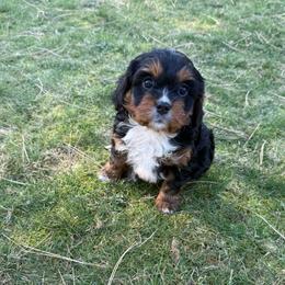 Little boy - Black and tan male Cavapoo puppy in Yacolt, Washington from Olga's Cavapoo
