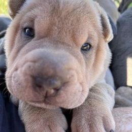 Chinese Shar-Pei Puppies from Wrinkle in time