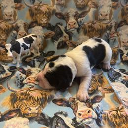 Longhorn - Black white and tan male English Springer Spaniel puppy in Braidwood, Illinois from A & R Springers