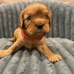 Romeo-Red - Ruby male Cavalier King Charles Spaniel puppy in London, Arkansas from Frosty’s Cavaliers