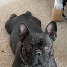 French Bulldogs from New Kingdom French Bulldogs
