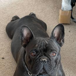 French Bulldogs from New Kingdom French Bulldogs