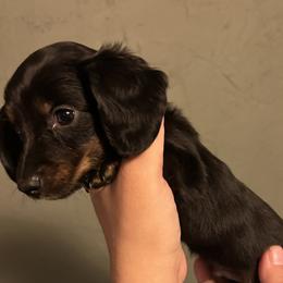 Otto - Black male Dachshund puppy in Phoenix, Arizona from The Long Dog Lounge