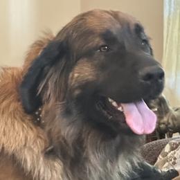 Zayne - Leonberger