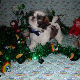 Shih Tzu Puppies from Chibisue Shih Tzus