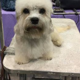 Marilyn - Dandie Dinmont Terrier