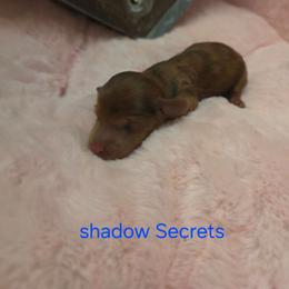 Shadow Secrets - Dapple male Dachshund puppy in Bristol, Tennessee from It's Mini Wieners Baby