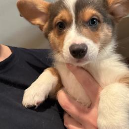Luke - Gray and white male American Corgi puppy in Orangevale, California from Corgis of the Heart
