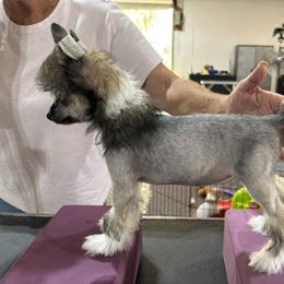 Female 1 - Black white and tan female Chinese Crested puppy in Ocala, Florida from Jumping Jacks Russells