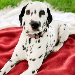 King of Pluto - Dalmatian