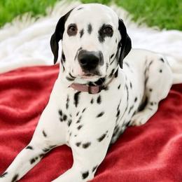 King of Pluto - Dalmatian